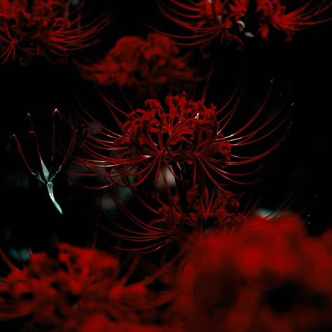 Red Spider Lily Icon, Chinese Red Aesthetic, Dark Chinese Aesthetic, Firebender Aesthetic, Red Japanese Aesthetic, Spiders Aesthetic, Dark Japanese Aesthetic, Oni Aesthetic, Red Dark Aesthetic