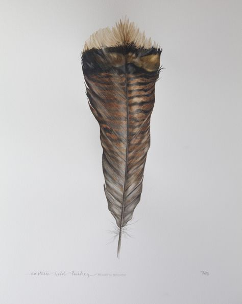 Eastern wild turkey. Bailey Harberg Placzek. #watercolor #feather #painting Turkey Fan Tattoo, Pheasant Feather Tattoo Ideas, Turkey Feathers Tattoo, Duck Feather Tattoo, Pheasant Tattoo Feathers, Turkey Feather Tattoo Men, Turkey Tattoo, Turkey Hunting Tattoos, Turkey Feather Tattoo