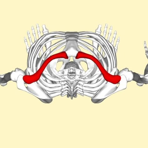 What is the Difference Between Clavicle and Collarbone Check more at https://in4arts.com/what-is-the-difference-between-clavicle-and-collarbone.html Clavicle Drawing, Collarbone Drawing, Anatomy Study, Sketch Notes, What Is The Difference Between, Anatomy Drawing, Anatomy Art, Drawing Tips, Drawing Reference