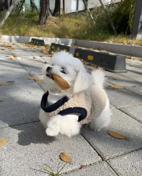 Maltese Aesthetic, Baby Maltese, Anjing Poodle, Tattoos Dog, Cute Maltese, Really Cute Puppies, Super Cute Puppies, Cute Small Animals, Very Cute Dogs