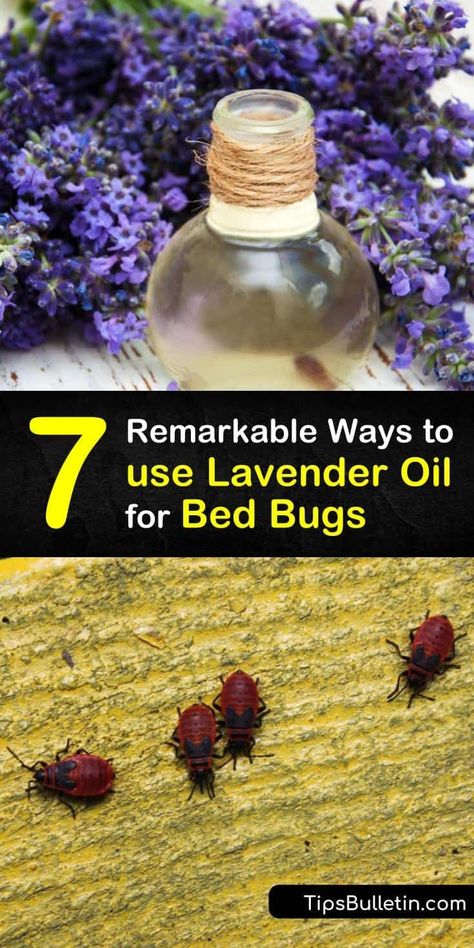 Learn how to use natural forms of pest control to repel bed bugs and avoid bed bug bites. Make a bed bug repellent with lavender oil and a spray bottle, and prevent a bed bug infestation by steam cleaning with essential oil. #lavender #oil #bedbugs Bed Bug Repellent, Bed Bugs Essential Oils, Bed Bug Remedies, Lavender Laundry Detergent, Clean Your Mattress, Bed Bug Trap, Get Rid Of Bed Bugs, Bed Bug Spray, Bug Infestation