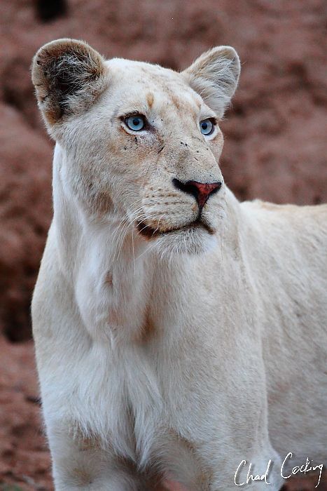 White Lioness Art, Lion Video, White Lioness, Lions Photos, Animal Parade, Beautiful Lion, Albino Animals, Lion Pictures, White Lion