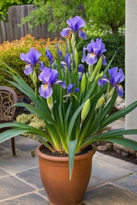 7 Tactics To Grow Iris In Pots Planting Iris Bulbs In Pots, Iris In Pots, Iris Garden Landscaping, How To Plant Iris Bulbs, When To Transplant Iris Bulbs, What To Plant With Iris Flowers Garden, Planting Iris In Spring, Bearded Iris Garden, Growing Irises