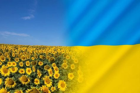 Flag Of Ukraine, National Flower, Ukraine Flag, Flag Country, The Sunflower, Baby Album, Unique Fonts, Facebook Cover Photos, Facebook Cover