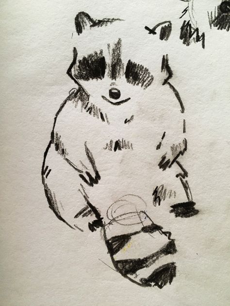 Drawing Of A Raccoon, Raccoon Sitting Drawing, Drawing Of Raccoon, Cute Charcoal Drawings, Cute Animal Sketches Doodles, Sketches On Homework, Small Animal Sketches, How To Draw With Charcoal Pencils, Raccoon Drawing Sketches