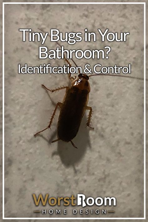 Tiny Bugs in Your Bathroom? Identification & Control Brown Bugs, Bug Identification, House Bugs, Kill Bugs, Bathtub Bathroom, Bug Killer, Door Sweep, Bathroom Drain, Bathroom Sink Drain