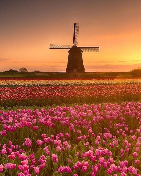 Amazing tulip fields  and classical windmills #sunset  #northholland  .  Thanks to  @marcelwittefotografie for amazing photo. .  Tag your #traveller friends  Follow us @hottravelvibes . . .  #netherlands #travel #worldtour #photooftheday #photographer #travelguide #art #travelcaptures #hot #travelbloggers #travelgram #love #flowers #instagood #nature #amazing #travellife #travelworld #landscape #adventure #wanderlust #instatravel #wonderful #windmills #tulips Tulip Fields Netherlands, Tulips Holland, Tulip Field, Holland Netherlands, Tulips Garden, Netherlands Travel, Tulip Fields, Europe Destinations, Flower Field