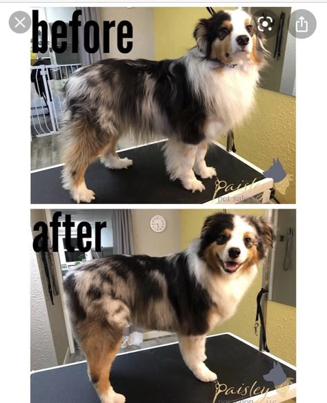 Grooming Australian Shepherd, Merle Australian Shepherd, Dog Grooming Styles, Puppy Grooming, Dog Grooming Tips, Dog Haircuts, Aussie Puppies, Aussie Dogs, Dog Grooming Business