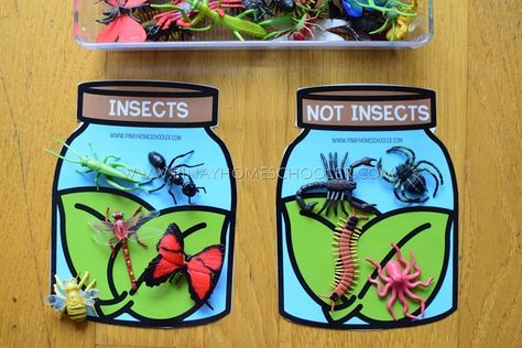 Insects VS Non-Insects Activity for Kids Insects Vs Arachnids, Learning About Insects, Spider Lessons, Insect Unit Study, Insects For Kids, School Year Themes, Insect Life Cycle, Ladybug Life Cycle, Bug Activities