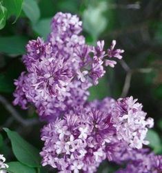 - Knecht's Nurseries & Landscaping Flower Crab, Lilac Varieties, Common Lilac, Lilac Plant, Syringa Vulgaris, Hgtv Garden, Lilac Bushes, Lilac Tree, Floral Perfume