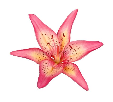 Single flower of a pink and yellow lily culivar isolated. Single bright pink and yellow flower of an Asiatic lily hybrid isolated against a white background royalty free stock photo Flower Stock Photos, Rose Lily Flower, Pink Flower White Background, Flower In White Background, Yellow And Pink Aesthetic, Pink And Yellow Aesthetic, Flower Transparent Background, Singular Flower, Flowers With White Background