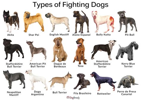 Animal Rescue Ideas, Dog Breeds Chart, Dog Infographic, Dog Design Art, Guard Dog Breeds, Dog Breeds List, Dog Business, Dog Information, Dog Info