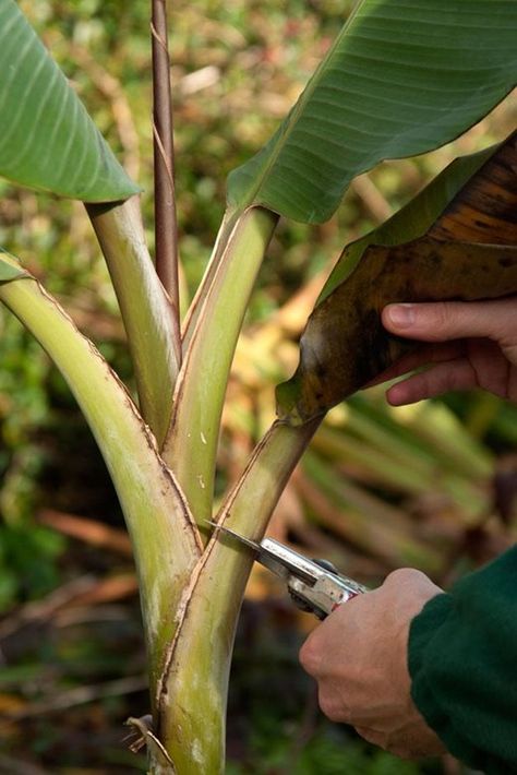 Banana Plant Landscaping, Banana Trees Around Pool, Banana Plants Outdoor, Landscaping With Banana Trees, Banana Plant Outdoor, Banana Plants In Pots, Banana Tree Landscape, Tropical Garden Uk, Banana Trees Landscape