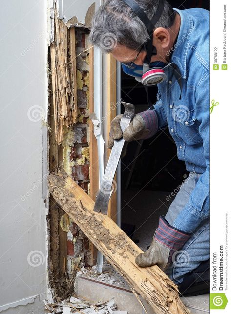 Man removing termite damaged wood from wall. Man prying sheetrock and wood damag #Sponsored , #termite, #damaged, #sheetrock, #Man, #removing Signs Of Termites, Drywood Termites, Termite Prevention, Tw 125, Wood Termites, Termite Damage, Ant Control, Pest Prevention, Best Pest Control