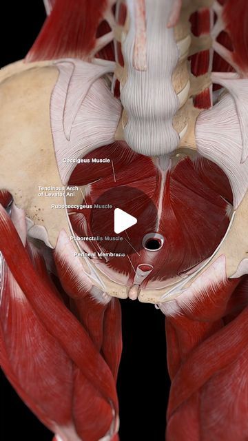 Female Pelvis Anatomy, Pelvic Diaphragm, Female Reproductive System Anatomy, Female Reproductive Anatomy, Human Anatomy Female, Pelvis Anatomy, Levator Ani, Human Body Unit, Female Reproductive System