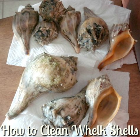 How to Clean and Preserve Conch Shells - The Classy Chics Conch Shell Display Ideas, Cleaning Shells From The Beach, How To Clean Shells From The Beach, Conch Shells Decoration Ideas, How To Clean Shells, How To Clean Sea Shells From The Beach, Conch Shell Crafts, Cleaning Shells, Conch Shell Decor