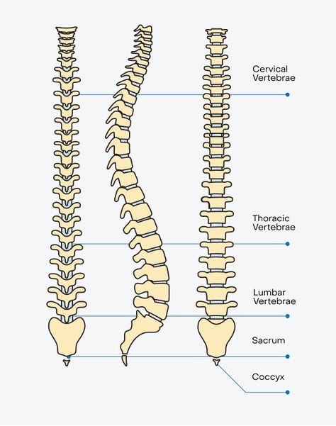 The Spine: Anatomy and Function Spine Chart, Spine Anatomy, Spinal Vertebrae Anatomy, Spine Vertebrae Anatomy, Spinal Column Anatomy, Vertebrae Column, Structure Of Bone, Pelvic Region, Spinal Column