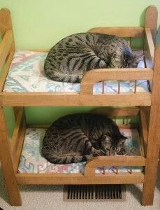 Kitty Bunker .... Cat Bunk Beds, Katt Diy, Two Cats, Here Kitty Kitty, Cat Room, Bunk Bed, Cat Furniture, I Love Cats, Kitty Kitty