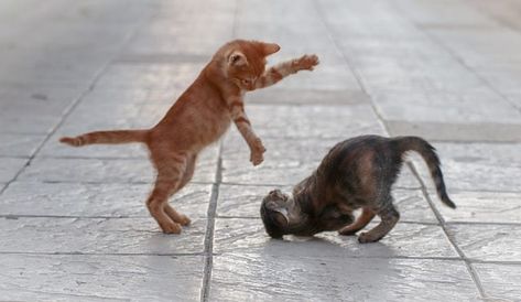 Cats Playing, Easy Pets, Cat Body, Baby Icon, Kittens Playing, Very Scary, Cute Cats And Kittens, Cat Playing, Happy Cat