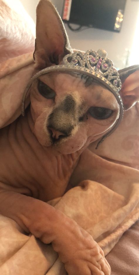 Princess Sphynx cat Cat With Blue Eyes, Sphynx Cat, Sphynx, Blue Eyes, Face Mask, Animals, Quick Saves