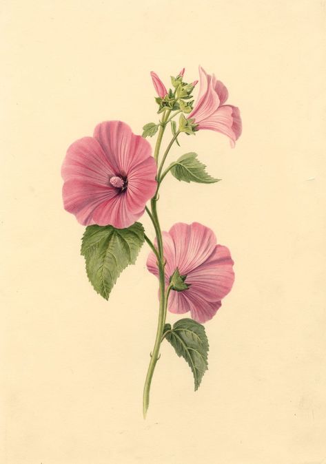 An original 1839 watercolour painting, S. Twopenny, Pink Lavatera Mallow Flower. A fine original botanical watercolour by S. Twopenny of the Twopenny family of Rochester, Kent and Little Casterton, Rutland. The watercolour has a beautiful naturalness, executed with particular delicacy, capturing the vivid tones of this pretty bloom. With gum arabic to intensify the colour. On card laid down on backing paper. This watercolour is one of a beautiful 1830s botanical collection that we have for sale Rochester Kent, Mallow Flower, Botanical Illustration Vintage, Botanical Collection, Botanical Watercolor, Botanical Drawings, Botanical Flowers, Botanical Illustration, Botanical Prints