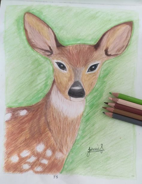 Drawing Deer, Drawing With Color, Colour Pencil Drawing, Deer Drawing, Colour Pencil, Color Pencils, Color Pencil Drawing, Pencil Drawing, Pencil Drawings