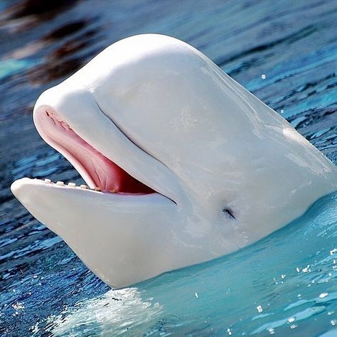 Happy Beluga Whale! If he can smile, so can you! Vancouver Aquarium, White Whale, Beluga Whale, Water Animals, Orca Whales, Russian Federation, Arctic Animals, Marine Mammals, Marine Animals