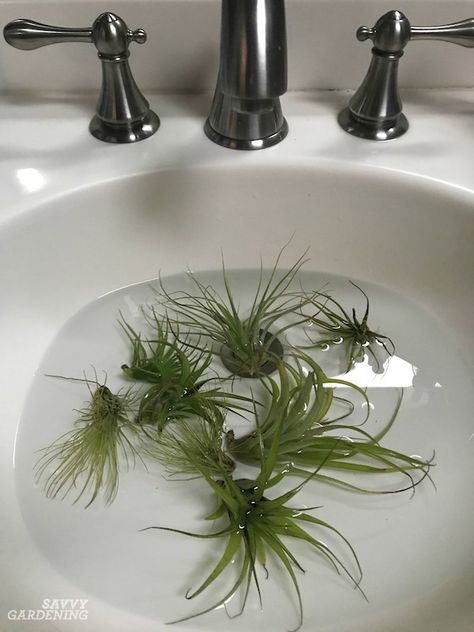 Air Plant Care: How to Tend, Fertilize, and Water Tillandsia Air Plant Art, Types Of Air Plants, Air Plants Diy, Air Plant Care, Air Plant Garden, Large Air Plants, Plant Centerpieces, Plant Display Ideas, Air Plants Decor