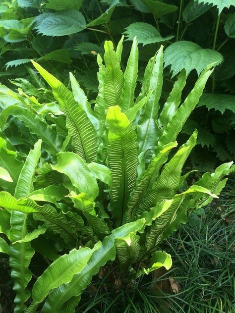 Evergreen Ferns, Woodland Plants, Tropical Garden Design, Fall Planters, Wildlife Gardening, Succulents In Containers, Home Grown, Container Gardening Vegetables, Herbaceous Perennials