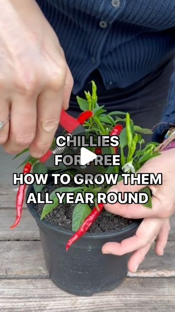 Anya Lautenbach on Instagram: "Follow @anya_thegarden_fairy 📣MORE IN MY NEW BOOK! Link in bio  PROPAGATING CHILLI PLANTS 🌶️🌶️🌶️ When most people are sowing their chilli seeds, my own propagated plants are supplying me with chillies all year round.  Chilli plants are unusually treated as annuals and many people sow their seeds every year, but chilli plants are actually short lived perennials and I grow my  plants all year round.   MORE ABOUT CHILLIES🌶️  Chillies are tender plants that need heat and sun  Chillies are such attractive plants with their colourful, glossy fruits. They also take up little space and can be grown in pots. Your own propagated chillies can be a great gift, not only saving money, but also our environment.  I love chillies 🌶️ 🌶️🌶️  If you found this post useful Growing Green Chillies, Chilli Plants In Pots, Chilli Plant Care, Propagated Plants, Chilli Seeds, Chilli Plant, Green Chilies, Our Environment, Plant Care