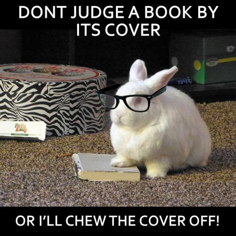 Rabbit Ramblings: Funny Bunny Memes. My rabbits eaten so many books.... Bunny Meme, Rabbit Pictures, Bunny Care, Funny Rabbit, Bunny Mom, Fluffy Bunny, Isaac Asimov, Bunny Pictures