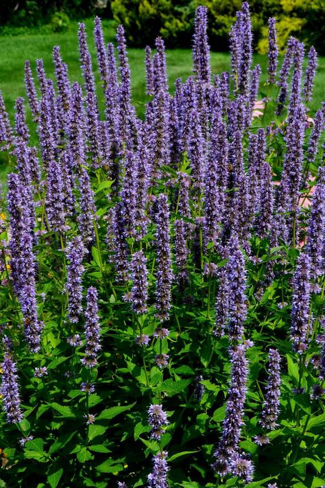 Coastal Landscaping Ideas, Hamptons Landscaping, Hampton Beach House, Colorful Perennials, Beach House Landscaping, Beach House Garden, Gardening For Dummies, Coastal Landscaping, Malibu Beach House