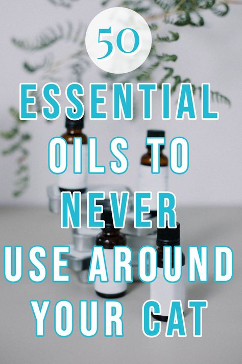 Are Essential Oils Safe for Cats? 50 Essential Oils to Avoid - CatTipper What Essential Oils Are Safe For Cats, What Essential Oils Are Bad For Cats, Cat Friendly Essential Oils, Cat Safe Diffuser Blends, Essential Oils For Cat Urine, Essential Oils Cats Don’t Like, Cat Safe Essential Oils, Essential Oils And Cats, Cat Repellent Spray Essential Oils