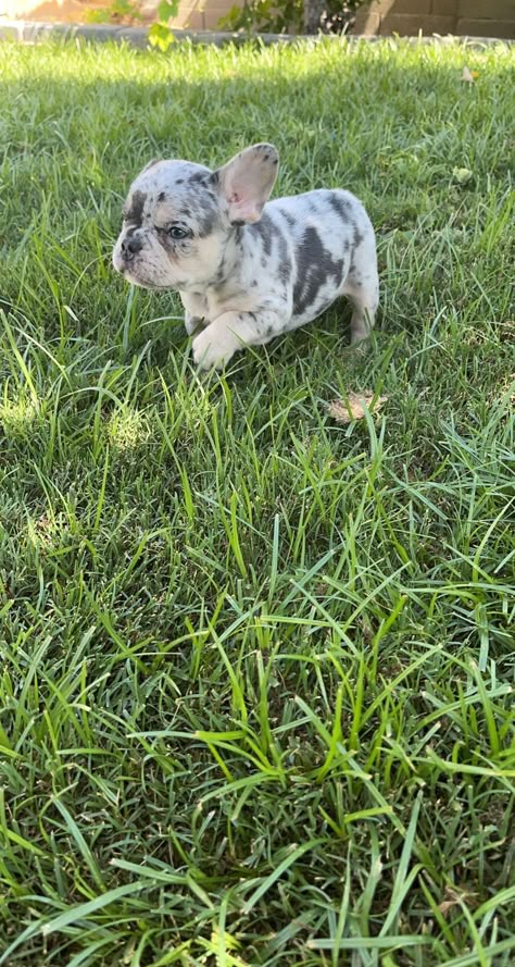 French Bulldog Spotted, Spotted French Bulldog, Small French Bulldogs, Dogs French Bulldog, Speckled French Bulldog, Puppy French Bulldog, Grey French Bulldog Puppy, Miniature French Bulldog, Frenchie Puppies