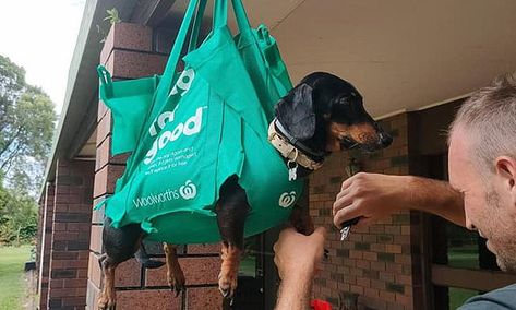 Incredible hack: How to clip your dogs nails with a Woolworths bag How To Clip Dog Nails, How To Clip My Dogs Nails, Diy Pet Grooming Hammock, Clip Dog Nails, Diy Dog Hammock For Grooming, Clipping Dog Nails At Home, Diy Grooming Hammock, Clip Dog Nails How To, Dog Nail Clipping Hacks