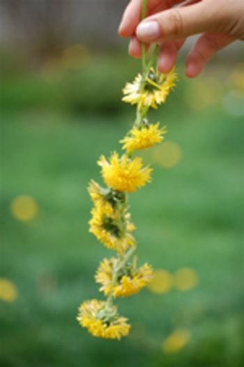 Daisy Chain Tutorial, Chain Tutorial, Dandelion Wish, Beltane, Daisy Chain, Craft Time, Mellow Yellow, The Good Old Days, Spring Crafts