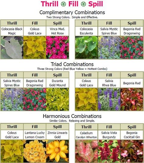 Thrill * Fill * Spill Plant Combinations - Flintwood Farms Sun Plants In Pots, Sun Pots Plants, Flowers That Spill Over Pots, Spiller Flowers For Pots, Plants That Spill Over Planters, Plant Combos For Containers, Bright Patio Ideas, Thrill Spill Fill Planters, Salvia Container Ideas