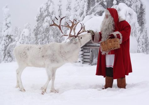 Santa Claus feeding reindeer at the top Ritavaara in Pello in Lapland Lappland Finland, Reindeer Pictures, Finnish Christmas, Reindeer Dog, Sleigh Rides, My Granny, Lapland Finland, Santa Claus Reindeer, Christmas Scenery