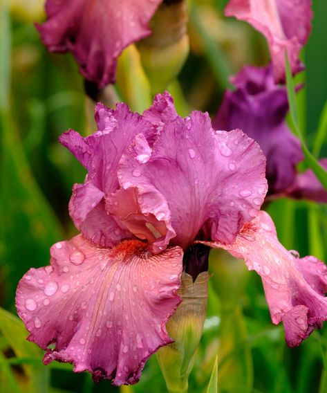 Best bearded iris varieties: 12 stunning types to try | Zone 5 Plants, Iris Flowers Garden, Iris Varieties, Cottage Garden Borders, Iris Painting, Best Perennials, Iris Garden, Cut Flower Garden, New Roots