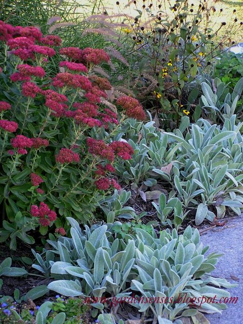 Sedum Garden, Garden Border Plants, Stachys Byzantina, Sedum Plant, Dry Garden, Border Plants, Lambs Ear, Garden Borders, Plants And Flowers