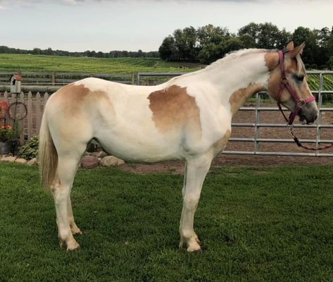 Unique Horse Colors, Rare Horse Coats, Cool Horse Coats, Unique Horse Coats, Buckskin Paint Horse, Tobiano Horse, Horse Coat Patterns, Rare Horse Colors, Draft Mule