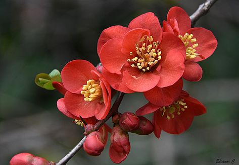 Quince Blossom, Flowering Quince, Dogwood Blossoms, Regents Park, Garden Shrubs, Gardens By The Bay, Nature Plants, Perennial Garden, Botanical Drawings