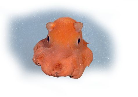 Flapjack octopus Octopus Pfp Aesthetic, Marine Life Pfp, Sea Animal Widgets, Flap Jack Octopus, Flapjack Octopus Drawing, Dumbo Octopus Aesthetic, Sea Creature Wallpaper Laptop, Blue Octopus Aesthetic, Vampire Octopus