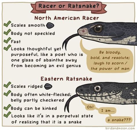 Snake Facts, Rat Snake, Snake Scales, Evil Geniuses, Animal Education, Animal Facts, Things To Know, Snakes, You Never