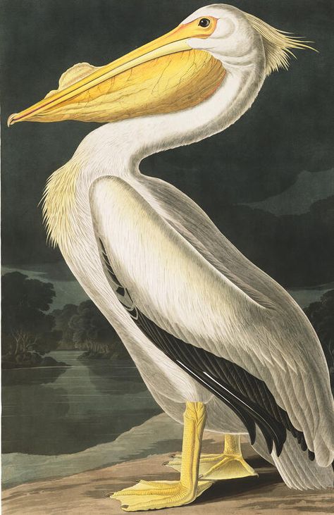 American White Pelican | John James Audubon's Birds of America White Pelican, Pelican Art, Audubon Birds, James Audubon, Birds Of America, John James Audubon, Johannes Vermeer, Stretched Canvas Wall Art, A4 Poster