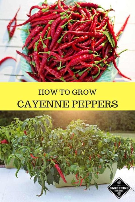 How to Grow Cayenne Peppers - Gardening Channel Gardening Peppers, Cayenne Pepper Plant, Container Gardening Full Sun, Container Gardening Shade, Gardening Containers, Patio Container Gardening, Growing Peppers, Winter Vegetables Gardening, Gardening Vegetables