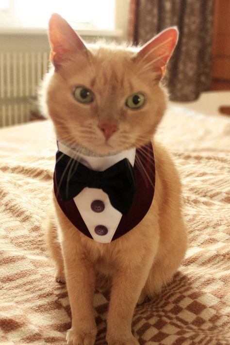 Cat Tuxedo Outfit, Cat In A Tuxedo, Cat Tuxedo Wedding, Cat With Suit, Cat Costumes For Cats, Cats In Suits, Cat In A Suit, Dog Tuxedo Bandana, Becka Mack