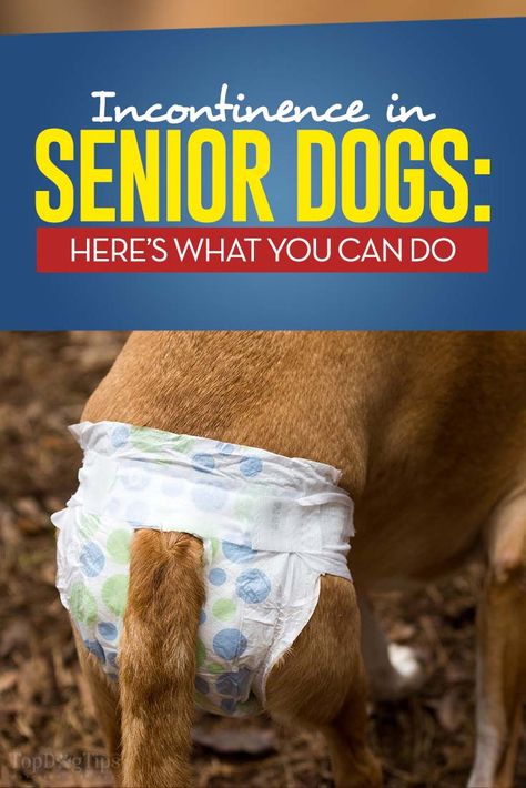 Urinary incontinence is a condition where your dog is unable to hold his urine. Incontinence in senior dogs is a fairly common problem that starts when a dog enters middle age and normally stays with the pooch after that. #incontinence #dogs #pets #seniordogs #dogdiaper Dog Incontinence, Senior Dogs Care, Elderly Dogs, Coconut Oil For Dogs, Dog Health Tips, Dog Health Care, Dog Information, Dog Care Tips, Dog Diapers