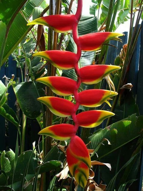 Beautiful Colors.  En Colombia Tenemos Está Planta Exótica. Canning, Plants, Flowers, Nature