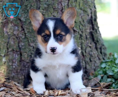 Babe | Pembroke Welsh Corgi Puppy For Sale | Keystone Puppies Corgi Mix Puppies, Corgi Puppies For Sale, Pembroke Welsh Corgi Puppies, Cute Corgi Puppy, Puppy Find, Corgi Puppies, Puppies Tips, Welsh Corgi Puppies, Corgi Mix